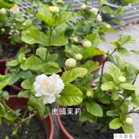 虎頭茉莉風水|茉莉花風水完整教學：招財、聚氣、好運不間斷 